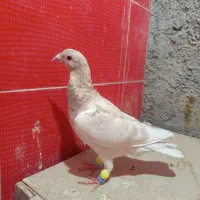 کفتر پلاکی غوره ای
