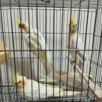 عروس لوتینو جفت|پرنده|تبریز, |دیوار