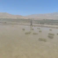 کارگر لوبیا
