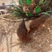 دوعدد جوجه مرغ
