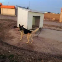 سگ ژرمن بلک