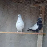 کله سار نر پرشی سینه سیاه ماده|پرنده|قوچان, |دیوار