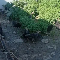 جوجه بوقلمون