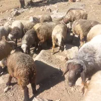 فروش‌میش|حیوانات مزرعه|پاتاوه, |دیوار