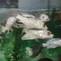 ماهی کوی|ماهی|تهران, تهرانسر شمالی|دیوار