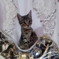 بچه گربه واگذاری