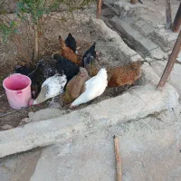 مرغ های سالم تخم گذار