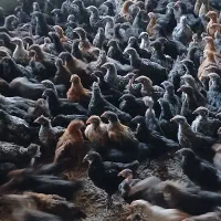 جوجه دوماهه و نیمه مشکی