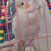 عروس هلندی|پرنده|فلاورجان, |دیوار