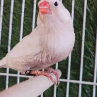 فنچ فول اورنج و شارکول