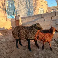 یک راس قوچ همو دوساله  جوان سرحال|حیوانات مزرعه|آبکوه, |دیوار