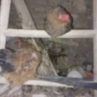 فروش‌مرغ‌وخروس