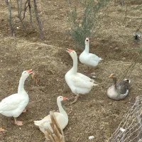 غاز مرغ خروس