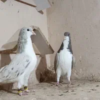 ساده عودی هفترنگ