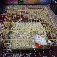 خرگوش|موش و خرگوش|نورآباد, |دیوار