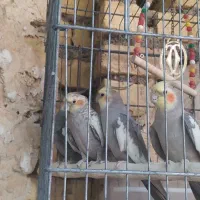 تعدادی عروس هلندی ،جفت مولد