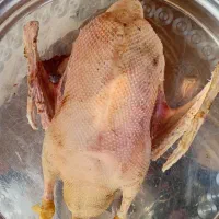 غازهای چاق وگوشتی نروماده