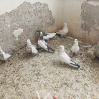 کبوتر کفتر|پرنده|شیراز, کوشک بیدک|دیوار