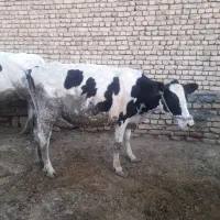 گاو و گوساله|حیوانات مزرعه|زنده رود, |دیوار