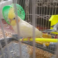 عروس هلندی|پرنده|مشهد, قائم|دیوار