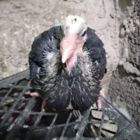 جوجه کفتر برای دستی کردن خریدارم