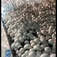 کمپوست قارچ دکمه ای|خدمات باغبانی و درختکاری|شیراز, اصلاح‌نژاد|دیوار