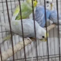 مرغ عشق رینبو|پرنده|بندرعباس, |دیوار