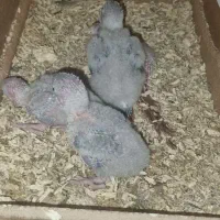 گیرینچیک سرلاکی اناناسی