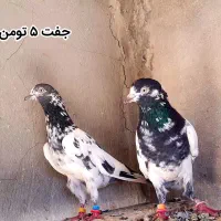 کبوتر پاکستانی