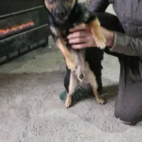 اشپیتز|سگ|تهران, شوش (باغ آذری)|دیوار