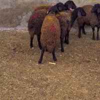 بره ماده های هترو