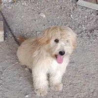 سگ شیتزو بازی گوش|سگ|مسجد سلیمان, |دیوار