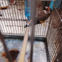 مست سهره مادس کار دادس مث نر میخونه اماده اماده