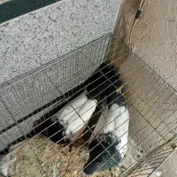 کبوتر سینه دم سیاه ابلق جوجه هفرنگ