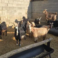 12راس بز گرون گرم