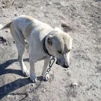 سگ نژاد آلابای|سگ|کرمانشاه, |دیوار