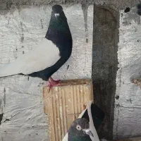 قارنی قره جفت داواتا معاوضه با ککیلی