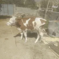 گوساله