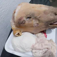 وزن حضور مشتری باسکول دقیق زیرنظربازراس|حیوانات مزرعه|مشهد, کشاورز|دیوار