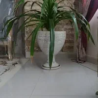 گل پاندانوس و پالاداریوم