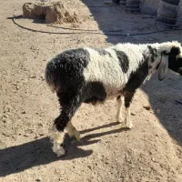 بره نر جری|حیوانات مزرعه|زاهدان, |دیوار