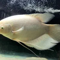 ماهی اسفراناموس