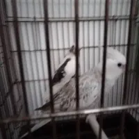 عروس هلندی مولد