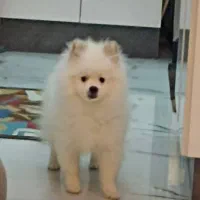 توله پامر یک ساله نر