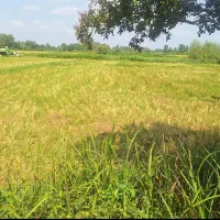 زمین 800 متری در بافت طرح هادی بر جاده اصلی