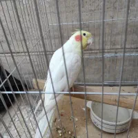 طوطی هلندی نر پیکو گل پسر