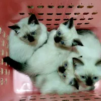 گربه سیامی|گربه|تهران, عباسی|دیوار