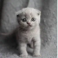 گربه های اسکاتیش‌و‌بریتیش|گربه|سنندج, |دیوار