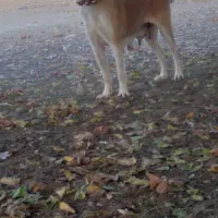 سگ ماده خراسانی درجه یک|سگ|ورامین, ورامین|دیوار