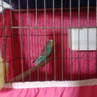 فنچ ومرغ عشق